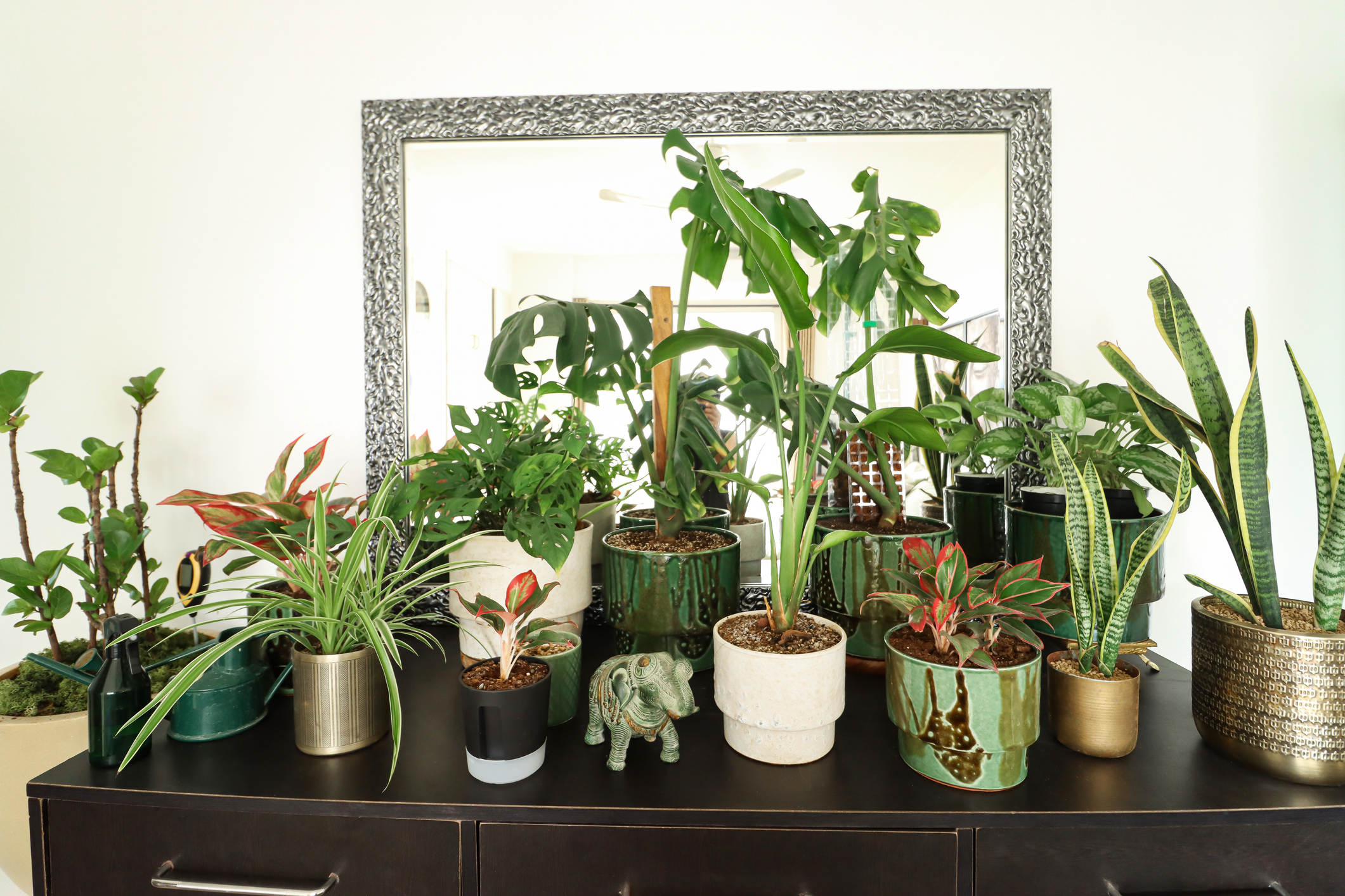 A black dresser with plants A black dresser with plants