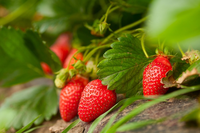 firemanYU Fresh red strawberries still on the vine.