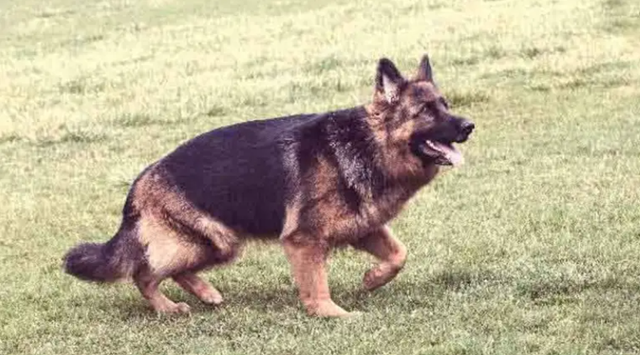 Clarence Tate's original guard dog, Rudy Famous Tate German Shephard