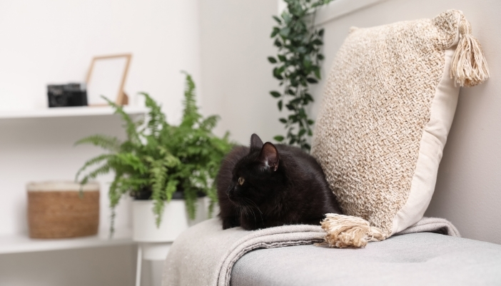 A black and white cat sits comfortably on a throw blanket.
