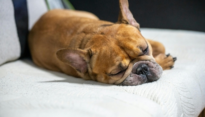 A close-up of a dog sleeping on a gray couch.