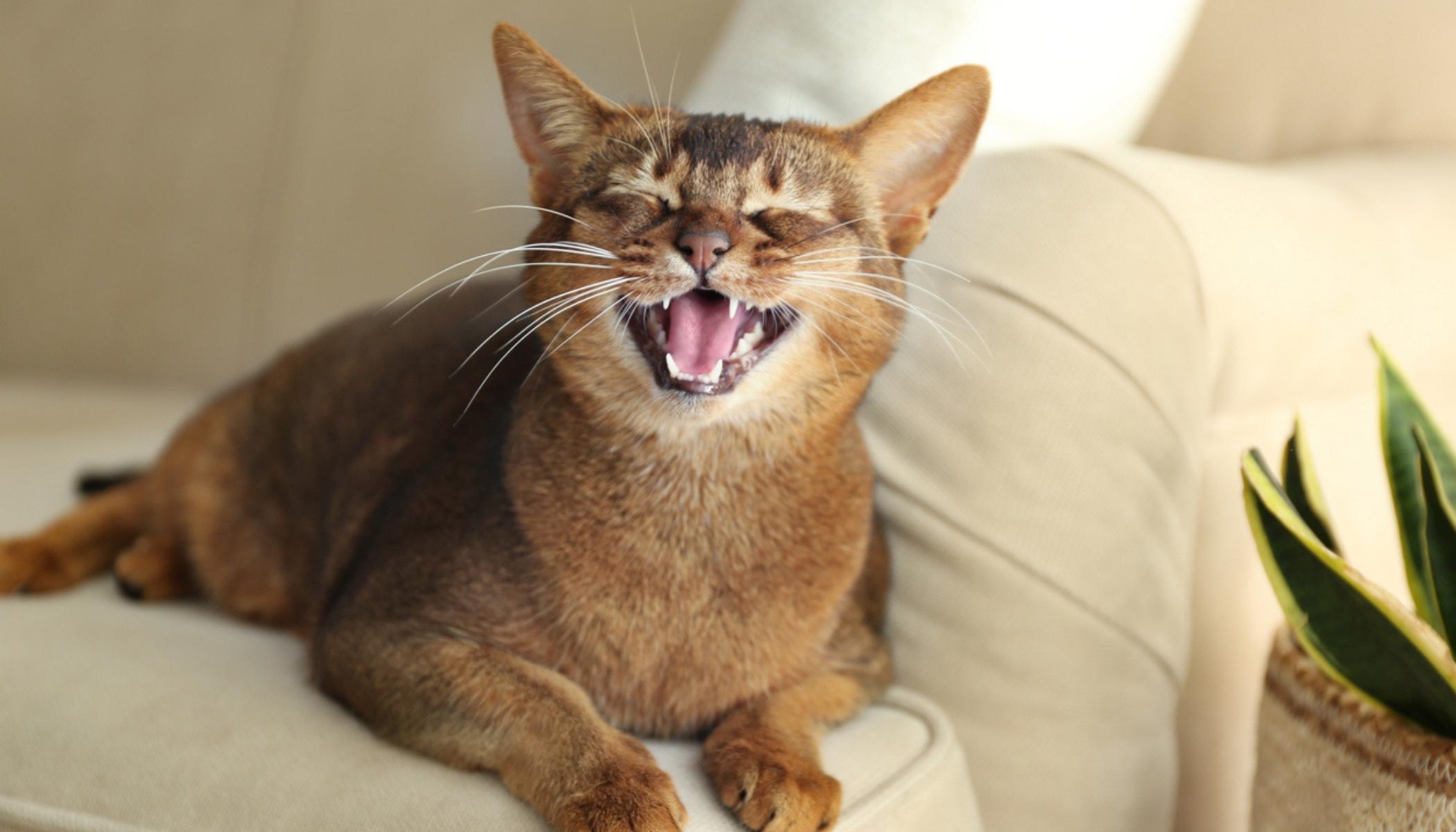 cat comfy on couch
