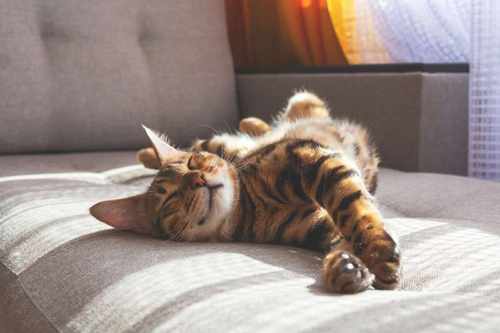 Fabric Pet Friendly Sofa Fabric Pet Friendly Sofa