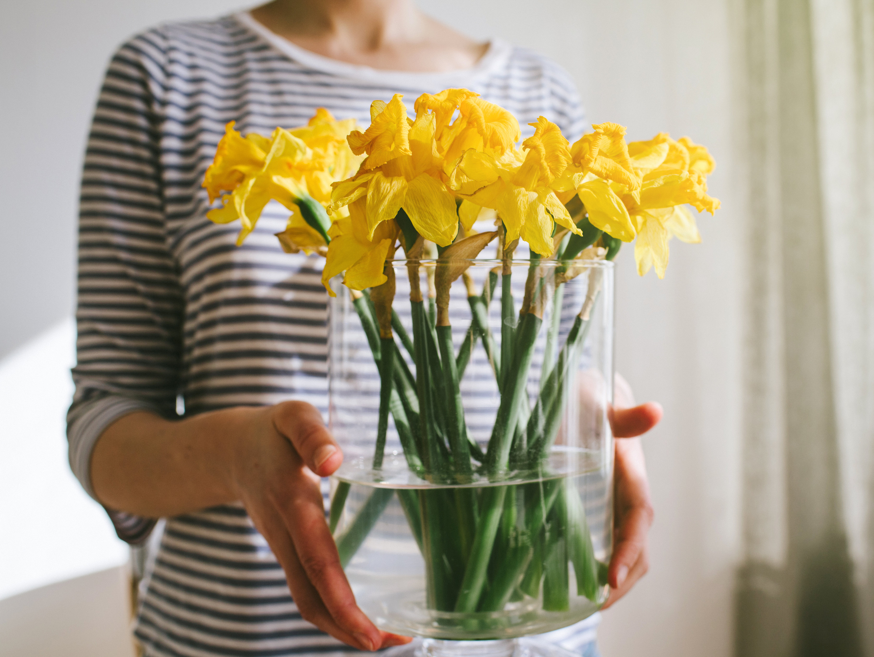 iStock Credit: AdrianHancu woman in striped shirt holds clear cylindrical vase filled with daffodils