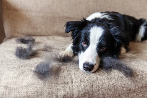 Dog resting on a sofa highlighting the need for clean air Dog resting on a sofa highlighting the need for clean air