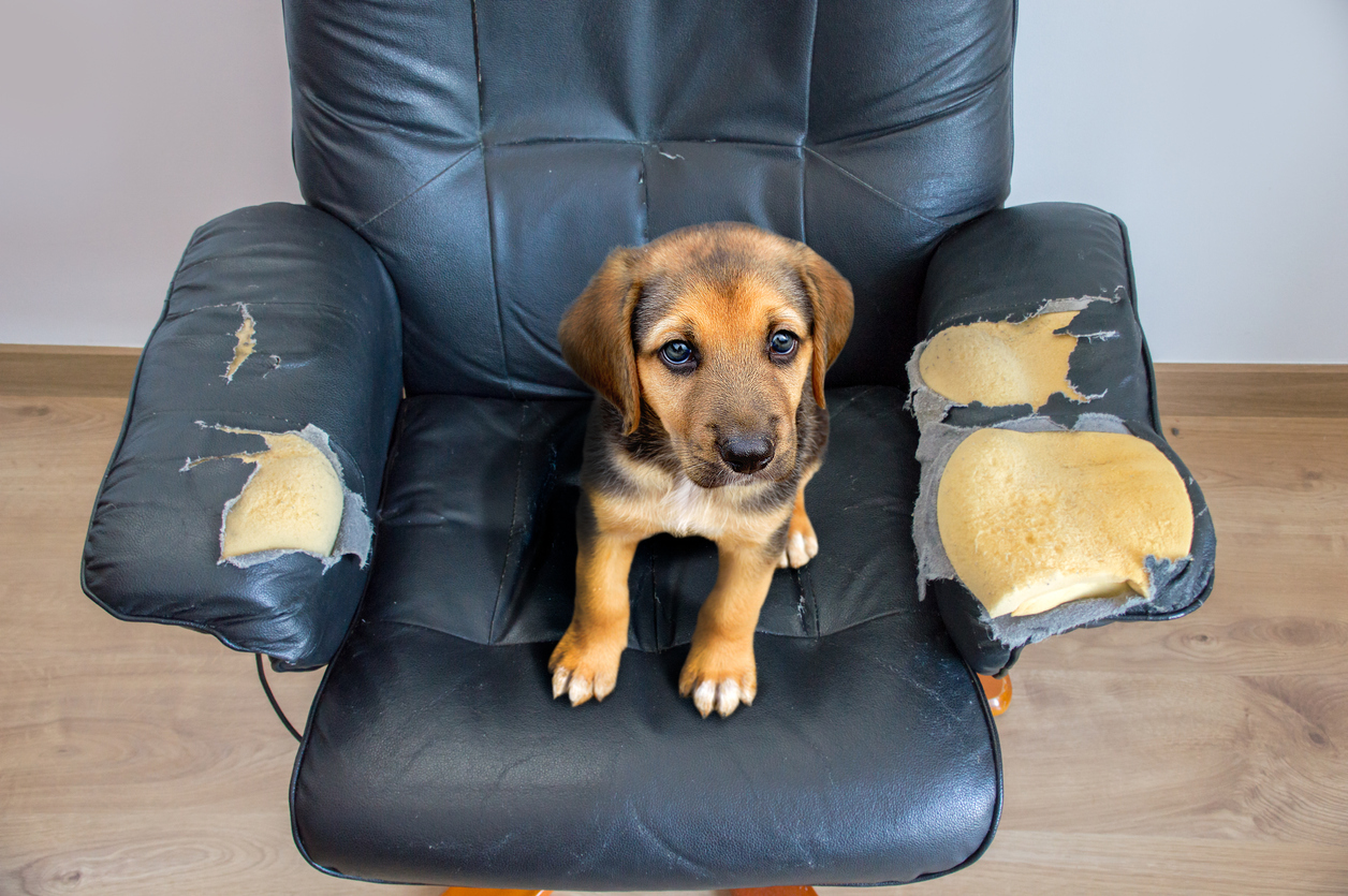 iStock Credit: Cunaplus_M.Faba leather recliner with ripped arms and guilty-looking puppy