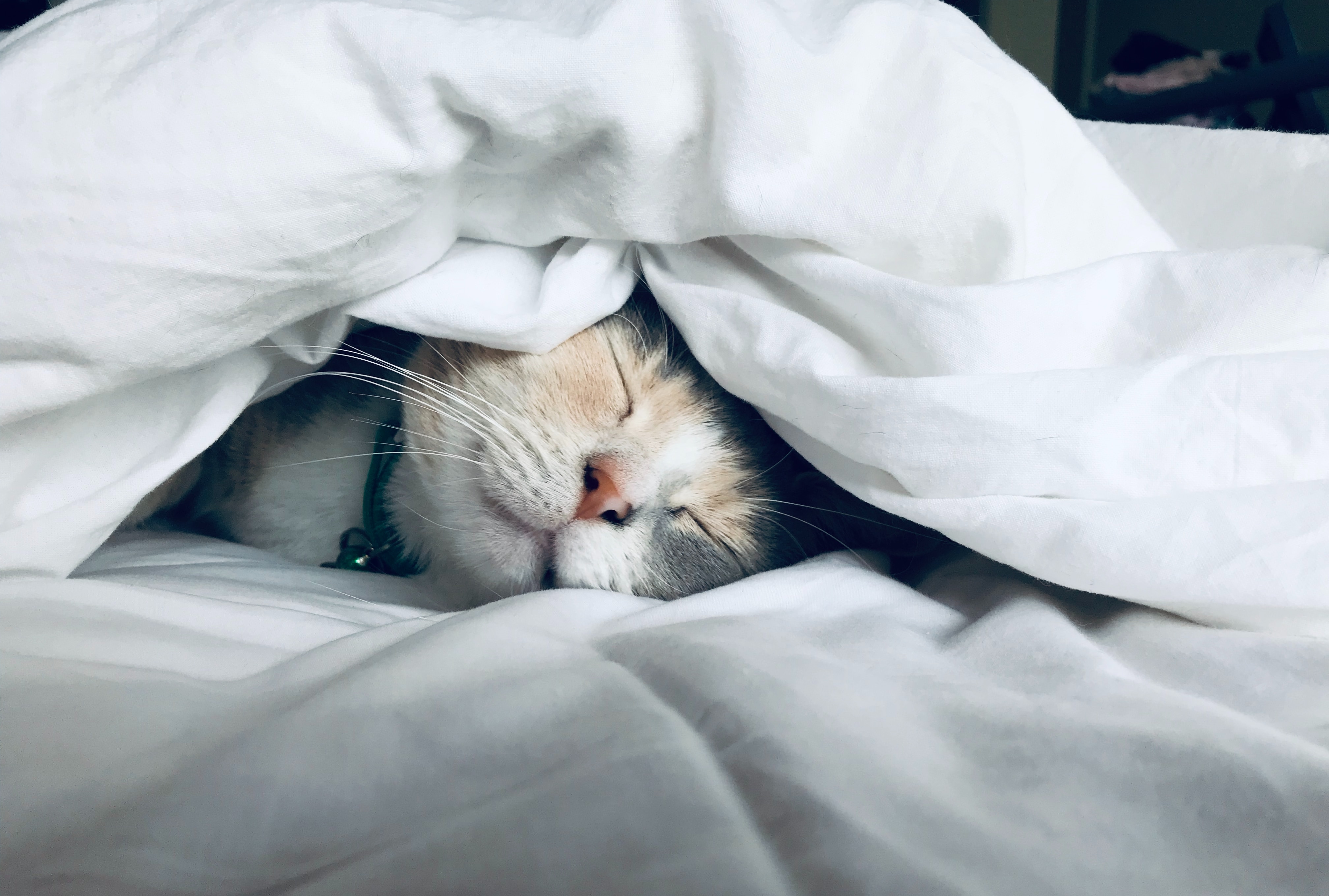 Sleeping Cat Under The Covers