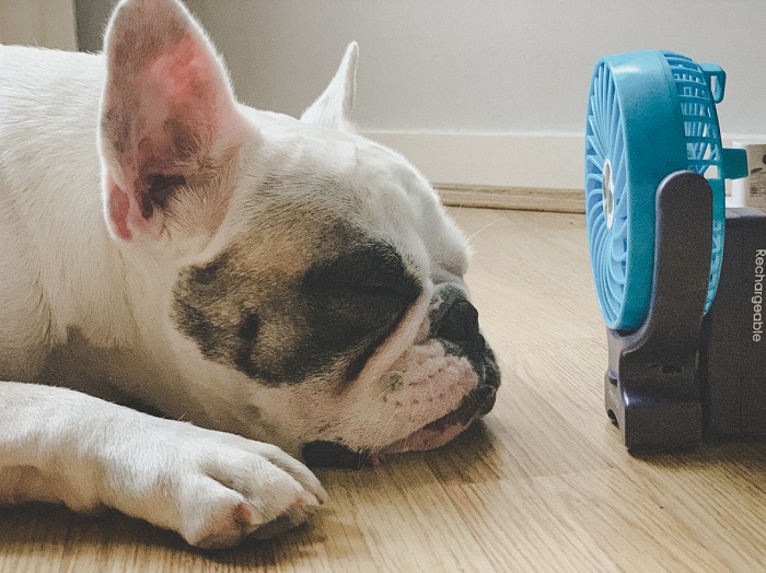 gollykim Frenchie dog falling asleep next to mini electric fan.