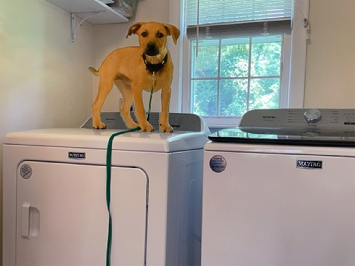 “Pet-laundry”