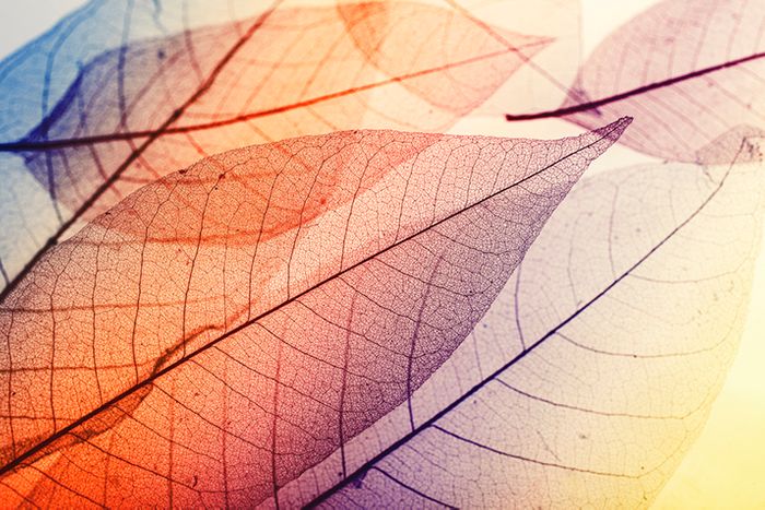 Classic Fall Patterns To Bring Home This Autumn