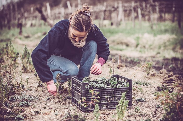 Five Ways to Store Your Winter Produce from Your Garden