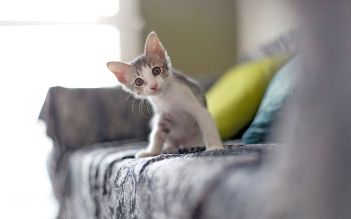 3 Ways To Keep Cats Off Your Ashley Furniture Brookings