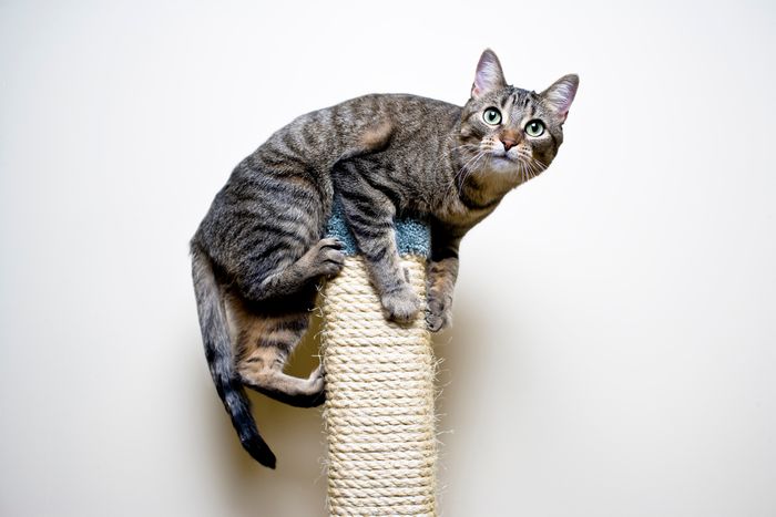 3 Ways to Keep Cats Off Your Ashley Furniture