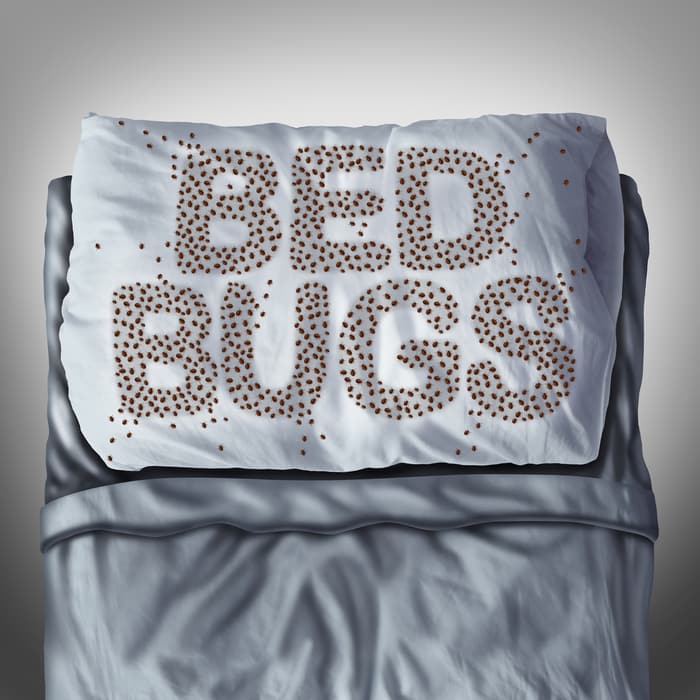 6 Ways to Check Your Mattress for Bed Bugs