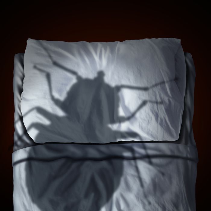 How to Keep Your Simmons Mattress Empty of Bed Bugs