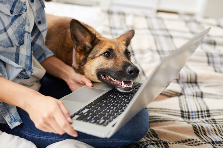 Person shops on a laptop accompanied by a dog