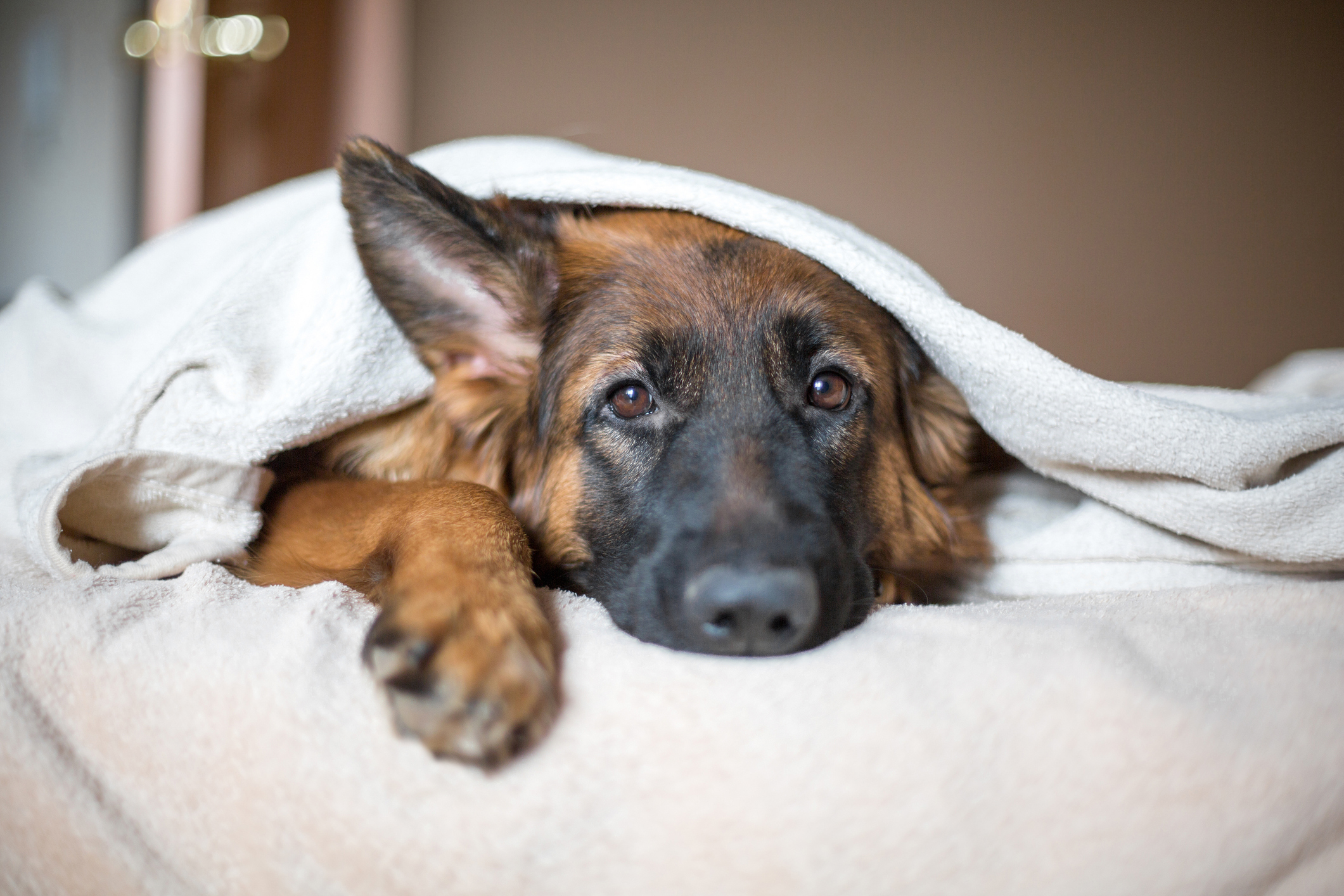 german shepherd cozy under a blanket