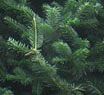 Balsam Fir