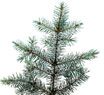 Blue Spruce