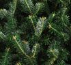 Fraser Fir