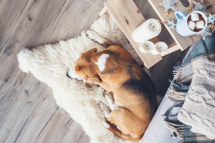 A dog sleeps on a fur rug at the foot of a bed covered in blankets. Next to the dog is a side table with burned-down candles, a mug of hot chocolate, and snowflake decorations.