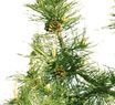 Scotch Pine