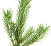 White Pine