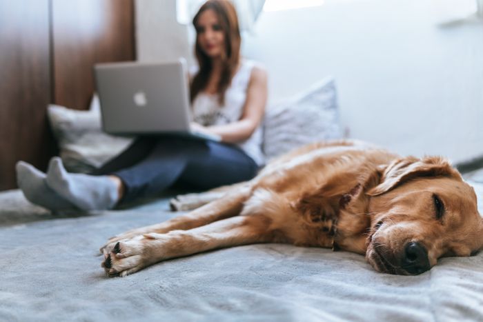 A woman sits up on her bed with a laptop open on her lap. A big golden retriever naps on the bed next to her.