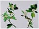 A & B Home Magnolia 2-Piece Creamy White/Green Blooms Wall Art-1