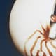 Olliix by Madison Park Ocean Seashells 4 Piece Blue Framed Canvas-1
