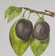 A & B Home 2-Piece Botanical Wall Art Set-2