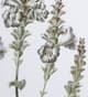 A & B Home 4-Piece White/Green Botanical Wall Arts Set-3
