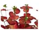 A & B Home Red/Green Eucalyptus Bundle-1