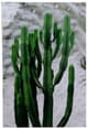 A & B Home 2-Piece Green Twin Cacti Print Wall Art Set-1