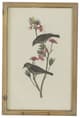 A & B Home 4-Piece Brown Bird Framed Print Wall Art Set-4