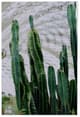 A & B Home 2-Piece Green Twin Cacti Print Wall Art Set-2