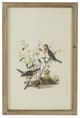 A & B Home 4-Piece Brown Bird Framed Print Wall Art Set-2