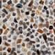 A & B Home Shokha Black Agate Shadow Box-3