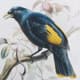 A & B Home 2-Piece Blue/Green Mirrored Frame Bird Wall Art Print Set-3