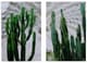 A & B Home 2-Piece Green Twin Cacti Print Wall Art Set-0
