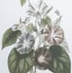 A & B Home 4-Piece White/Green Botanical Wall Arts Set-2
