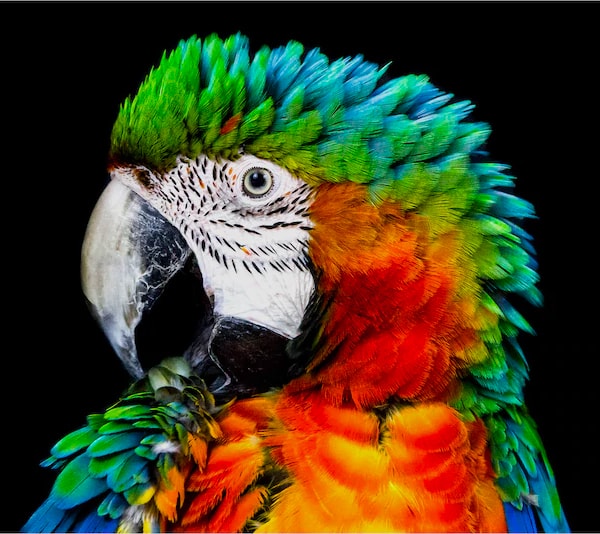 Conventional OLED example - normal image of parrot
