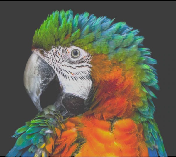 Edge type LCD example - faded image of parrot