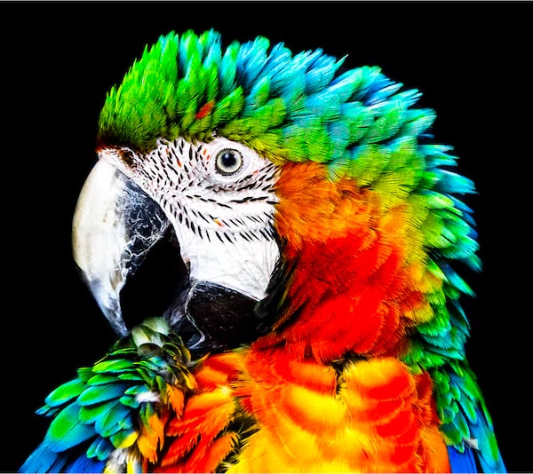 Sony's OLED example - vibrant image of parrot