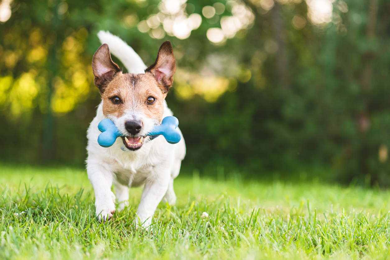 dog running with bone