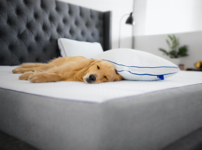 mattress buying guide for neck and back pain, restless nights