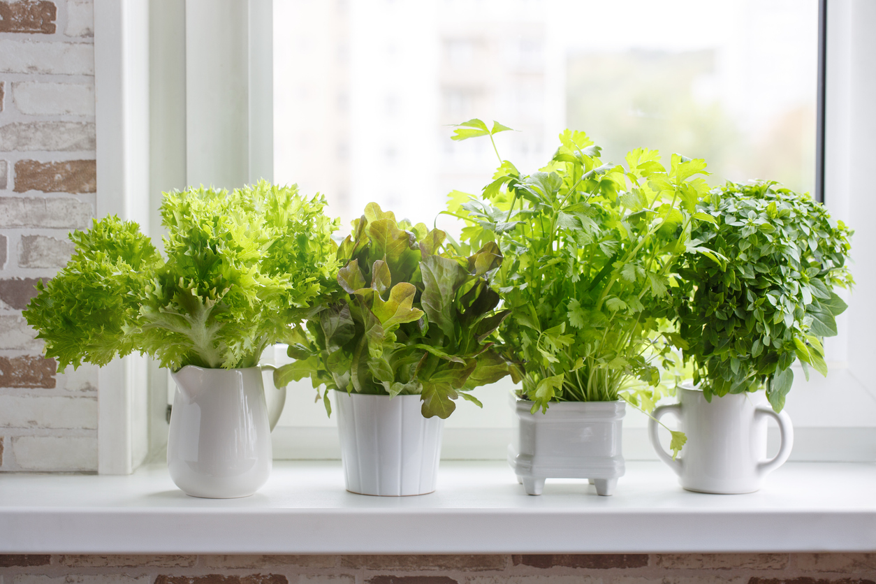 Kitchen windowsill plants