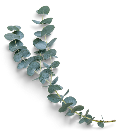 Eucalyptus Leaf