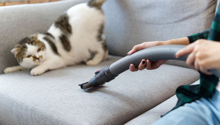 Vaccuuming couch with scared cat