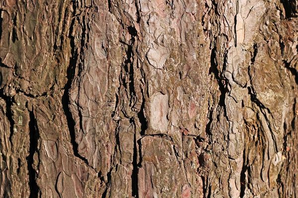 Softwoods